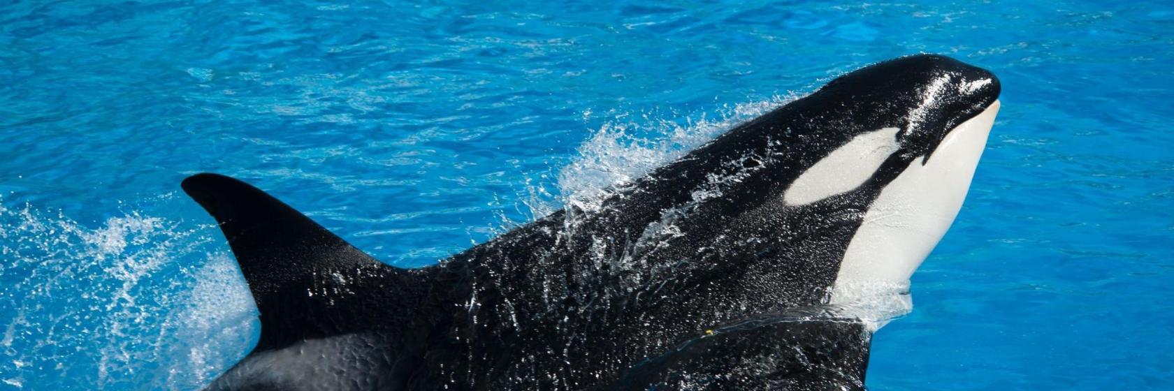 SeaWorld's Discovery Cove